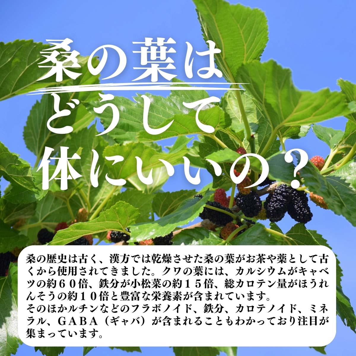 桑の葉はどうして体にいいの？