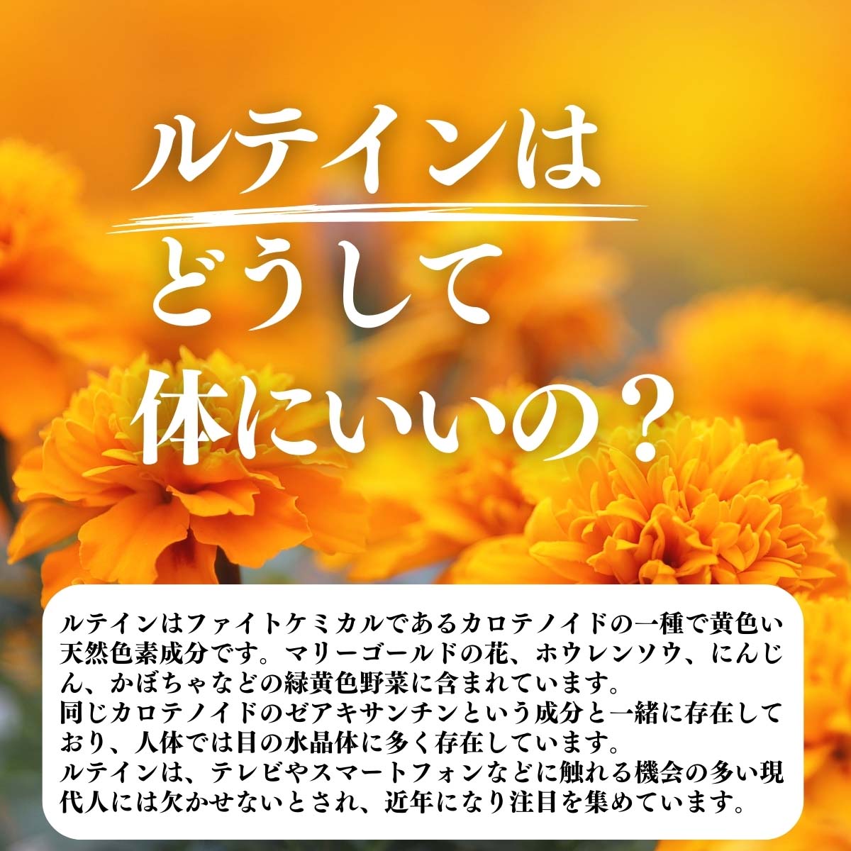 ルテインはどうして体にいいの？