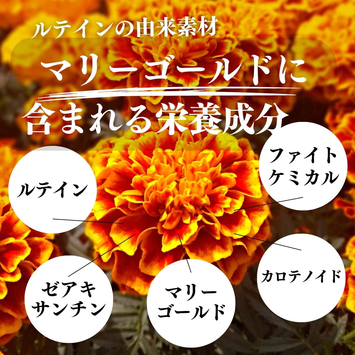 マリーゴールドに含まれる栄養成分