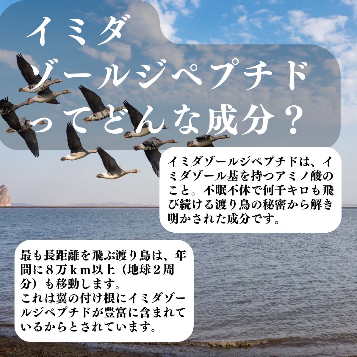 イミダゾールペプチドってどんな成分？