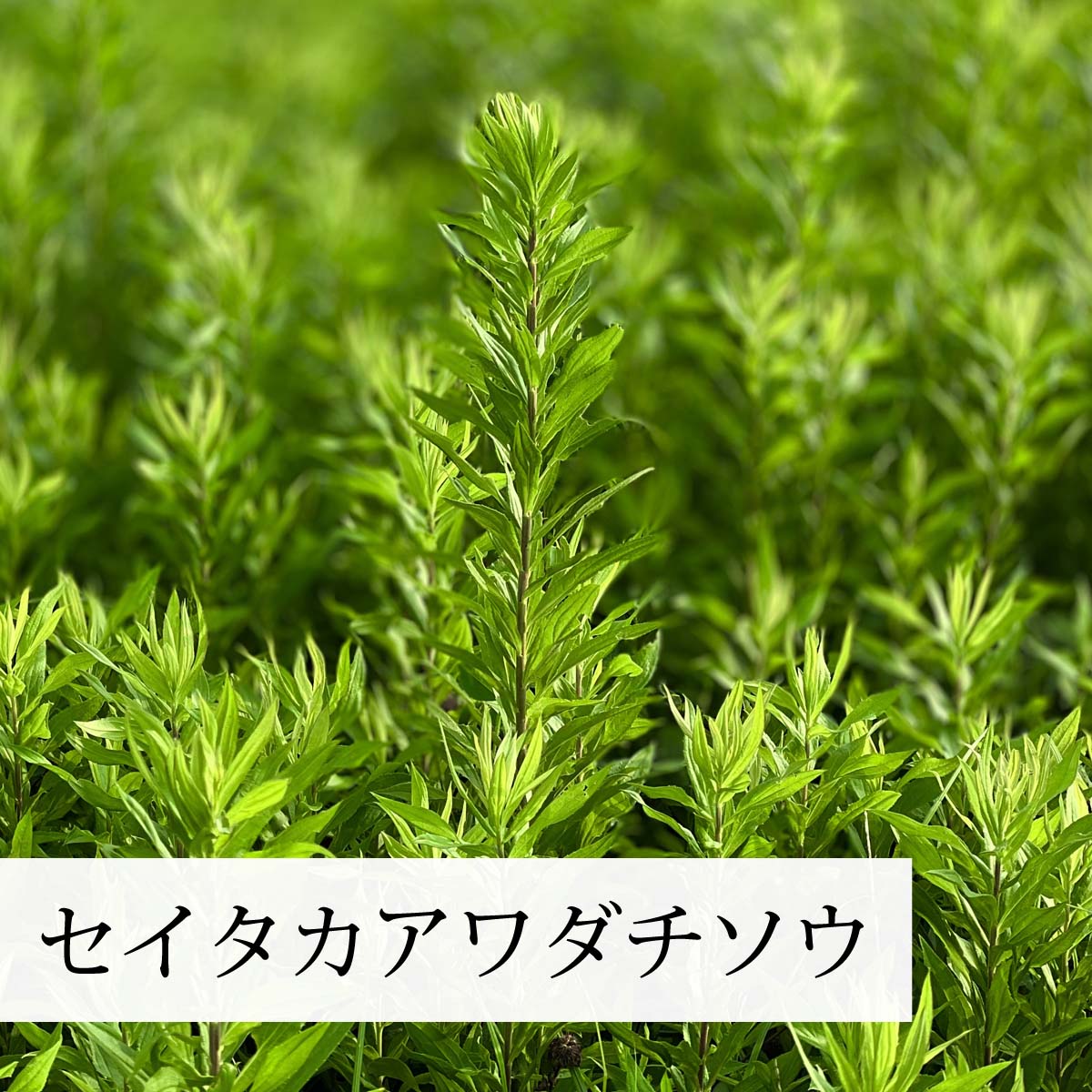 セイタカアワダチソウ