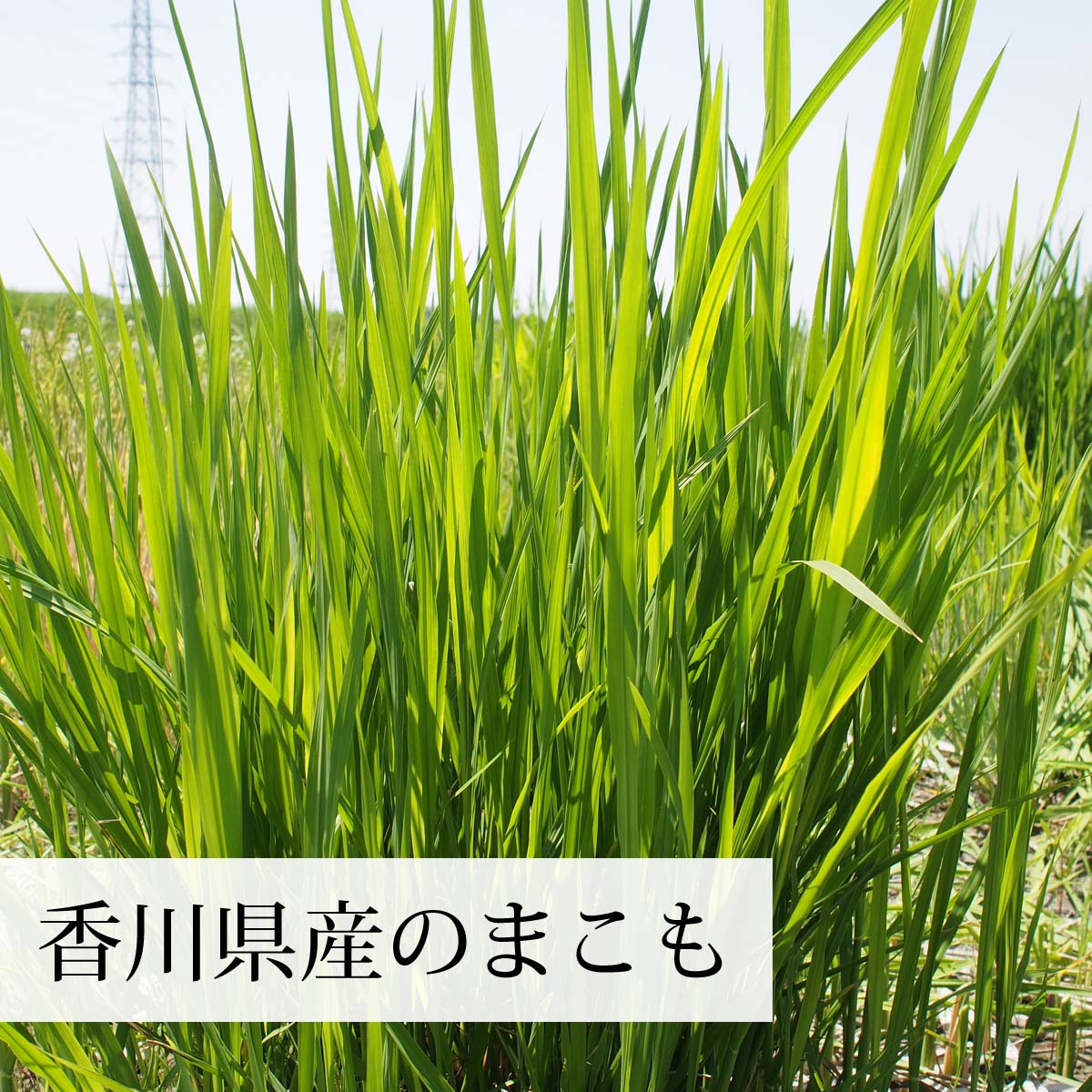 香川県産のまこも