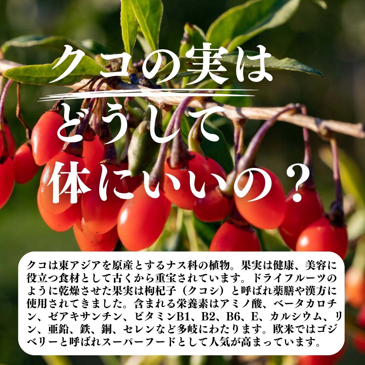 クコの実はどうして体にいいの？