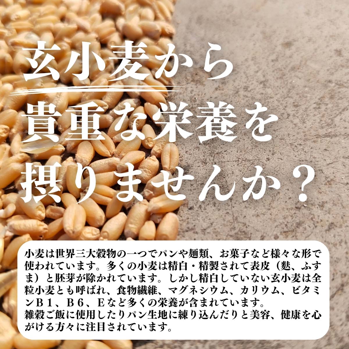 玄小麦から貴重な栄養を摂りませんか？