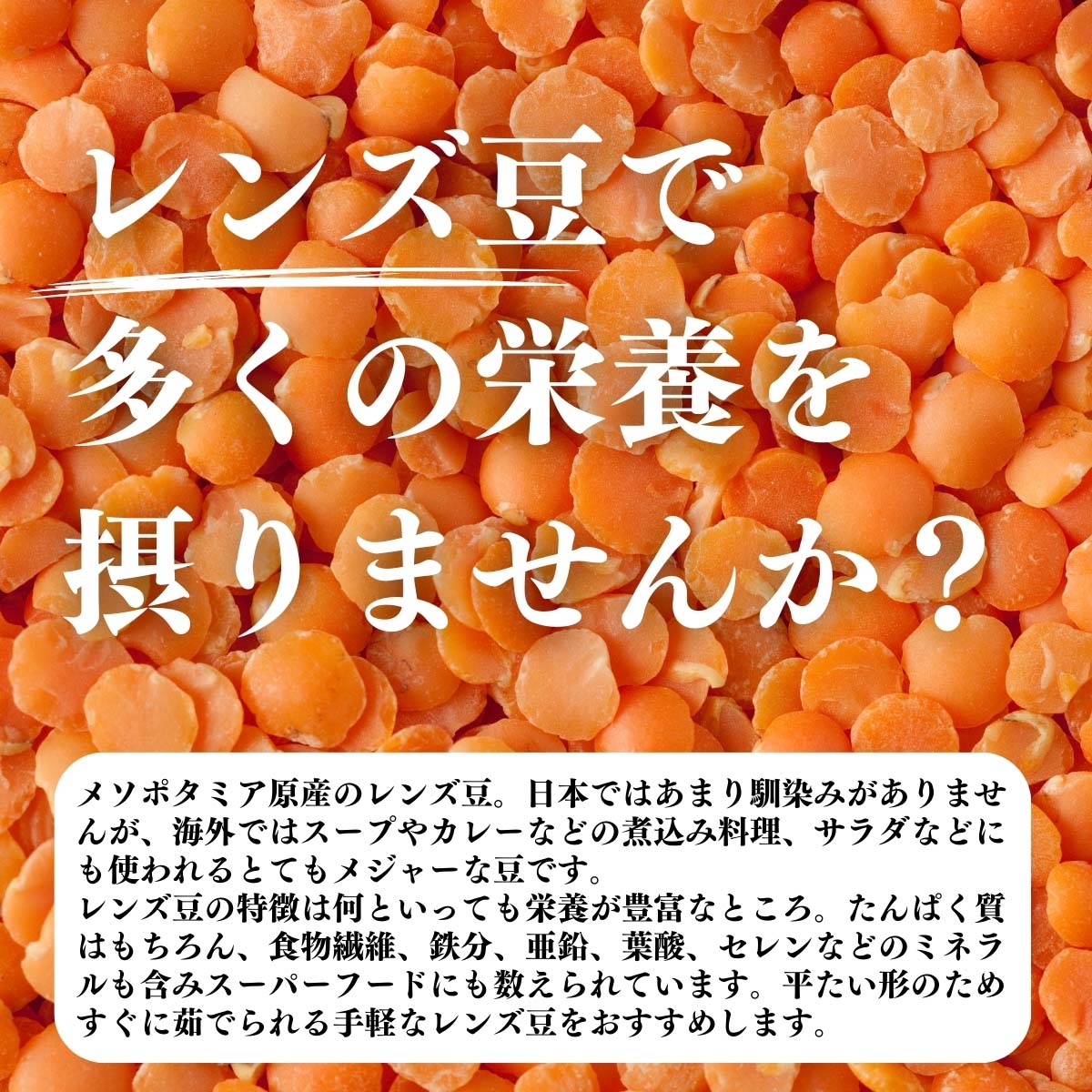 レンズ豆で多くの栄養を摂りませんか？