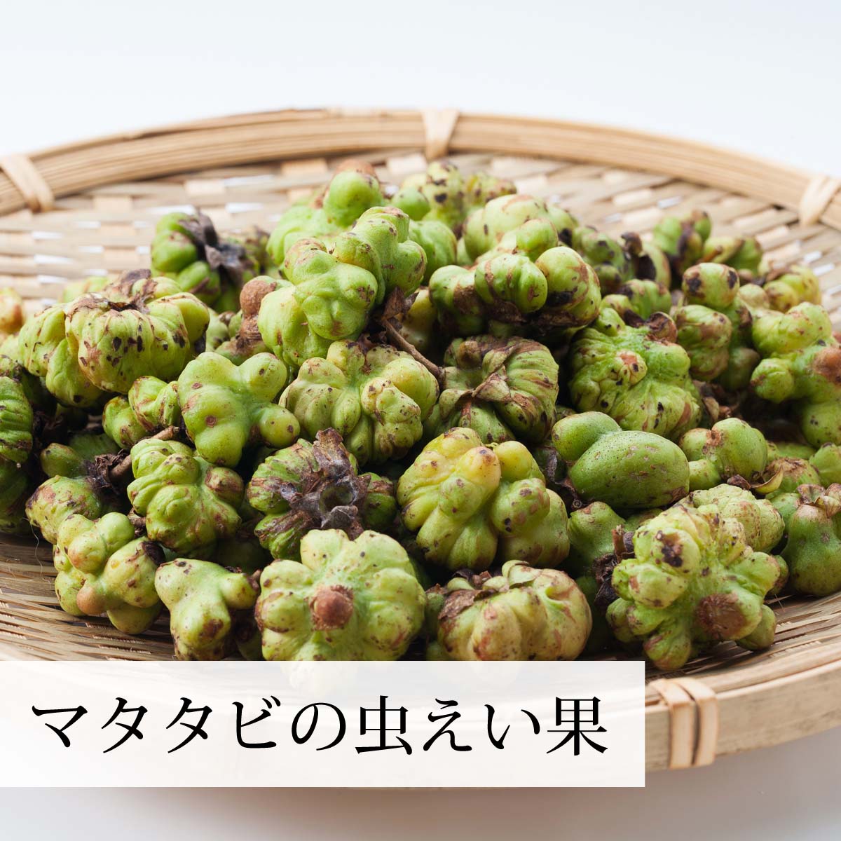 マタタビの虫えい果