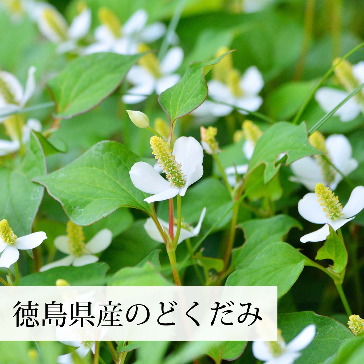 徳島県産のどくだみ