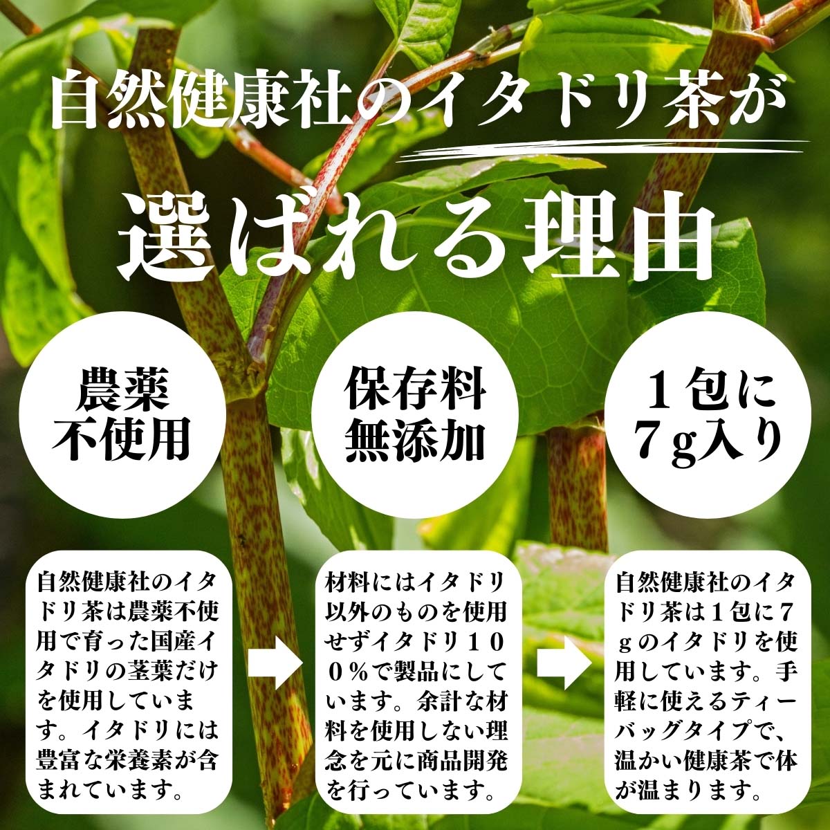 イタドリ茶が選ばれる理由