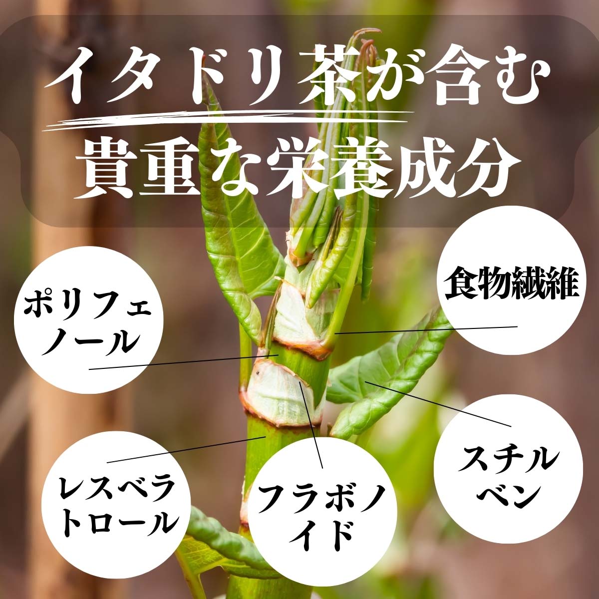 イタドリ茶が含む貴重な栄養成分