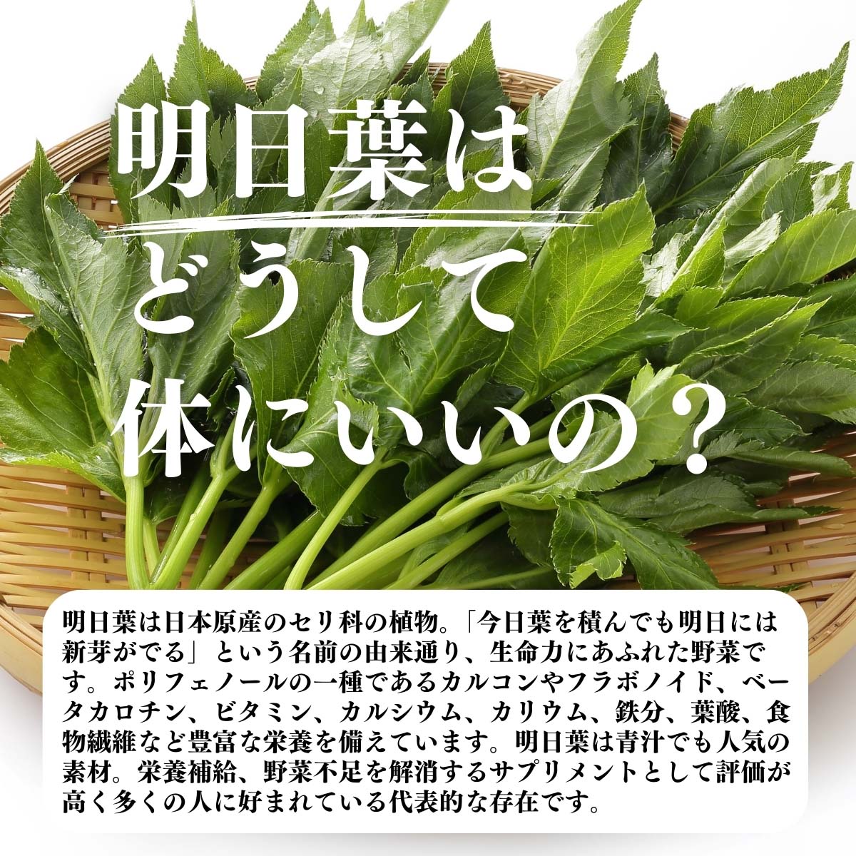 明日葉はどうして体にいいの？